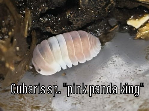 Isopody, chvostoskoci, mnohonožky, burzy, posílám