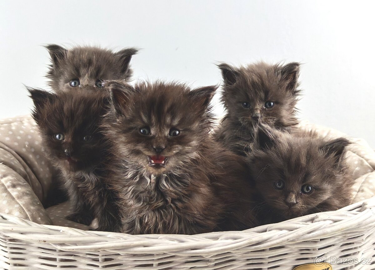 Mainská mývalí koťátka s PP