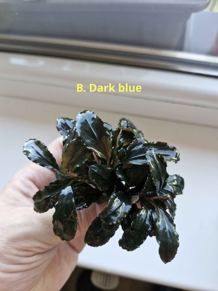 Becephalandra Dark blue,sp Red,Green broad leaf