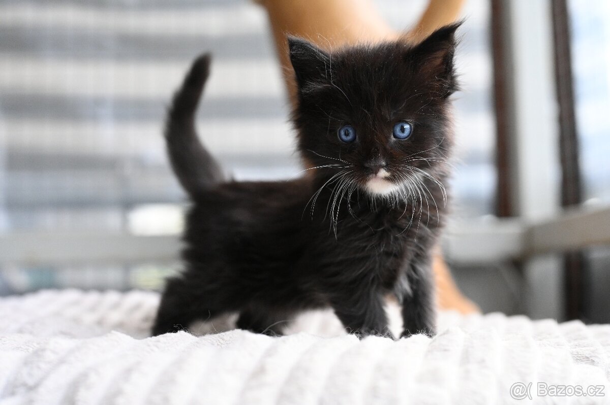 Mainská mývalí - maine coon - MCO - 2 MODROOKE KOŤÁTKA