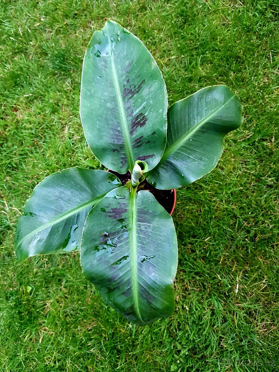 Banánovník, Dwarf Cavendish, byliny