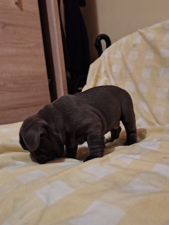 Francoúzsky buldoček