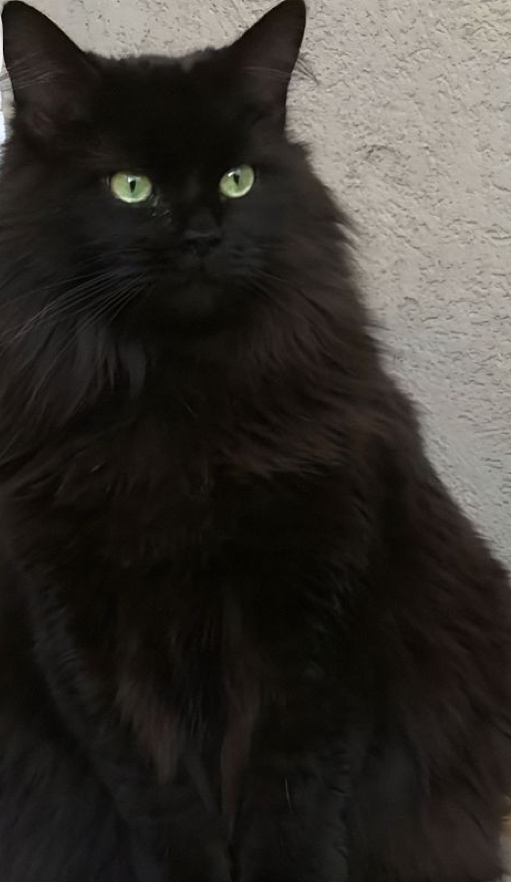 Sibiřská kočka - kocourek