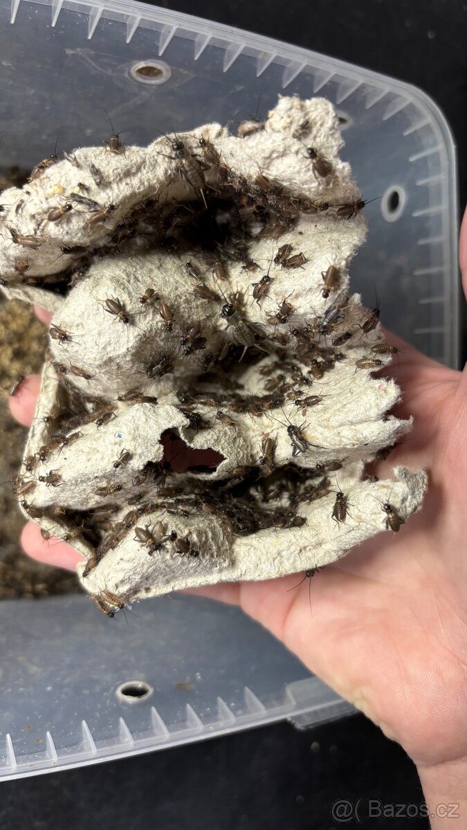 Cvrček banánový- České Budějovice