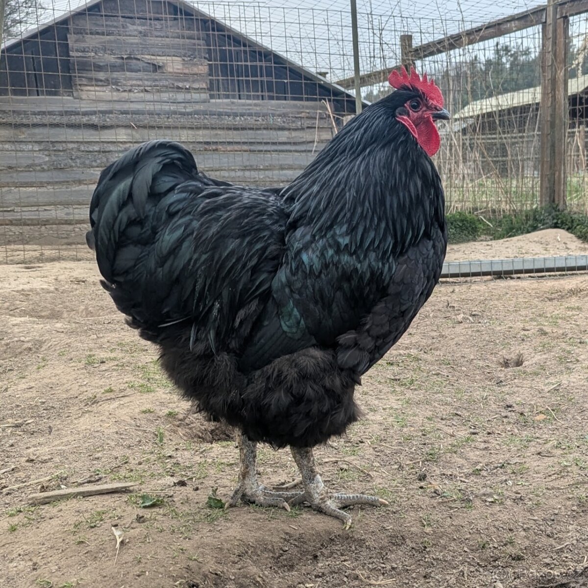 Prodám kohouty Orpington