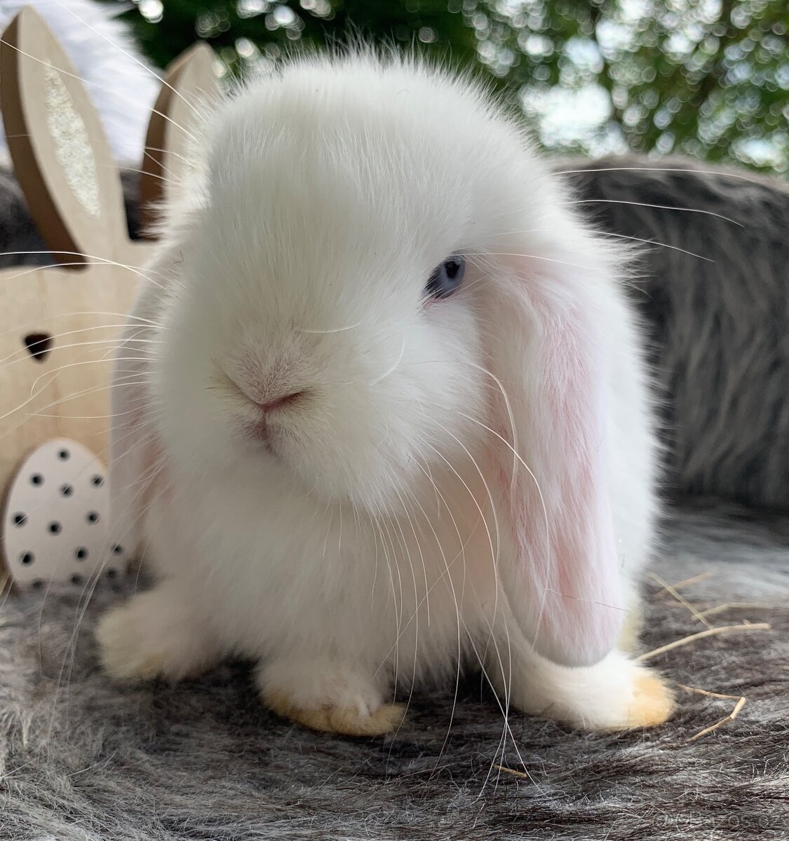 ⭐️⭐️Minilop Kralicek Beránek k odběru