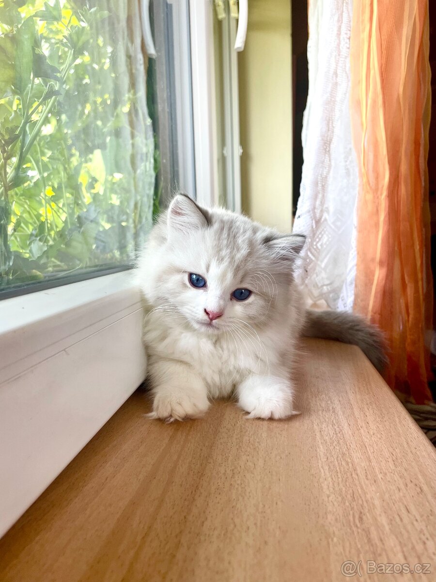 Ragdoll koťata s PP