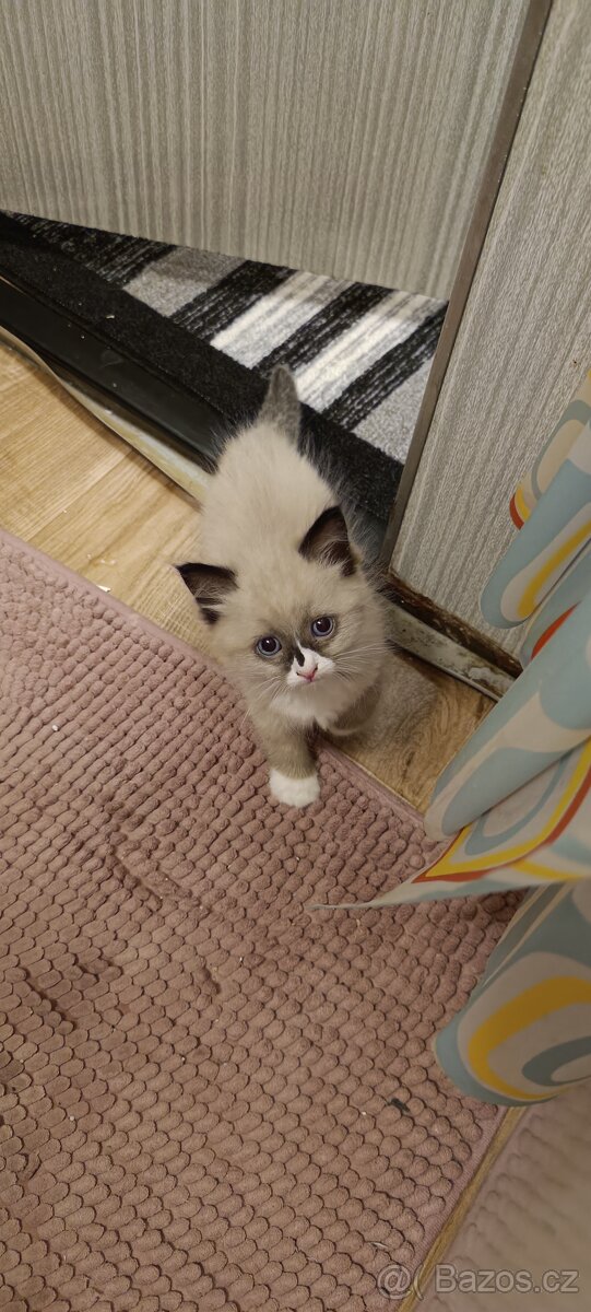 Ragdoll čistokrevné koťe bez papírů