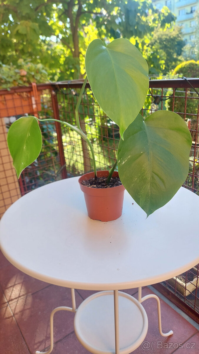 Monstera albo - č. 4