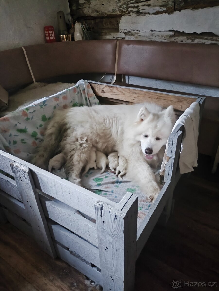 Samojed štěňata s PP