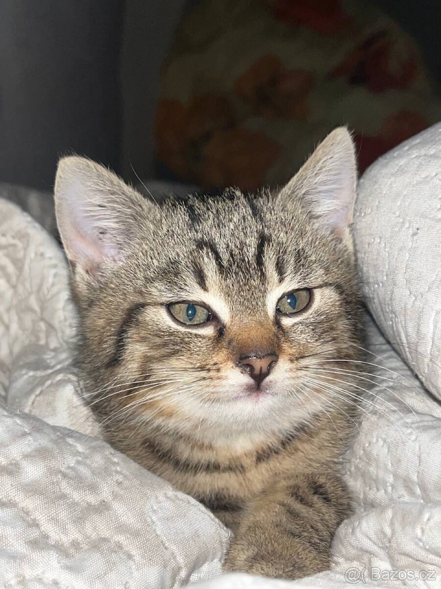 Darují kočky do dobrých rukou