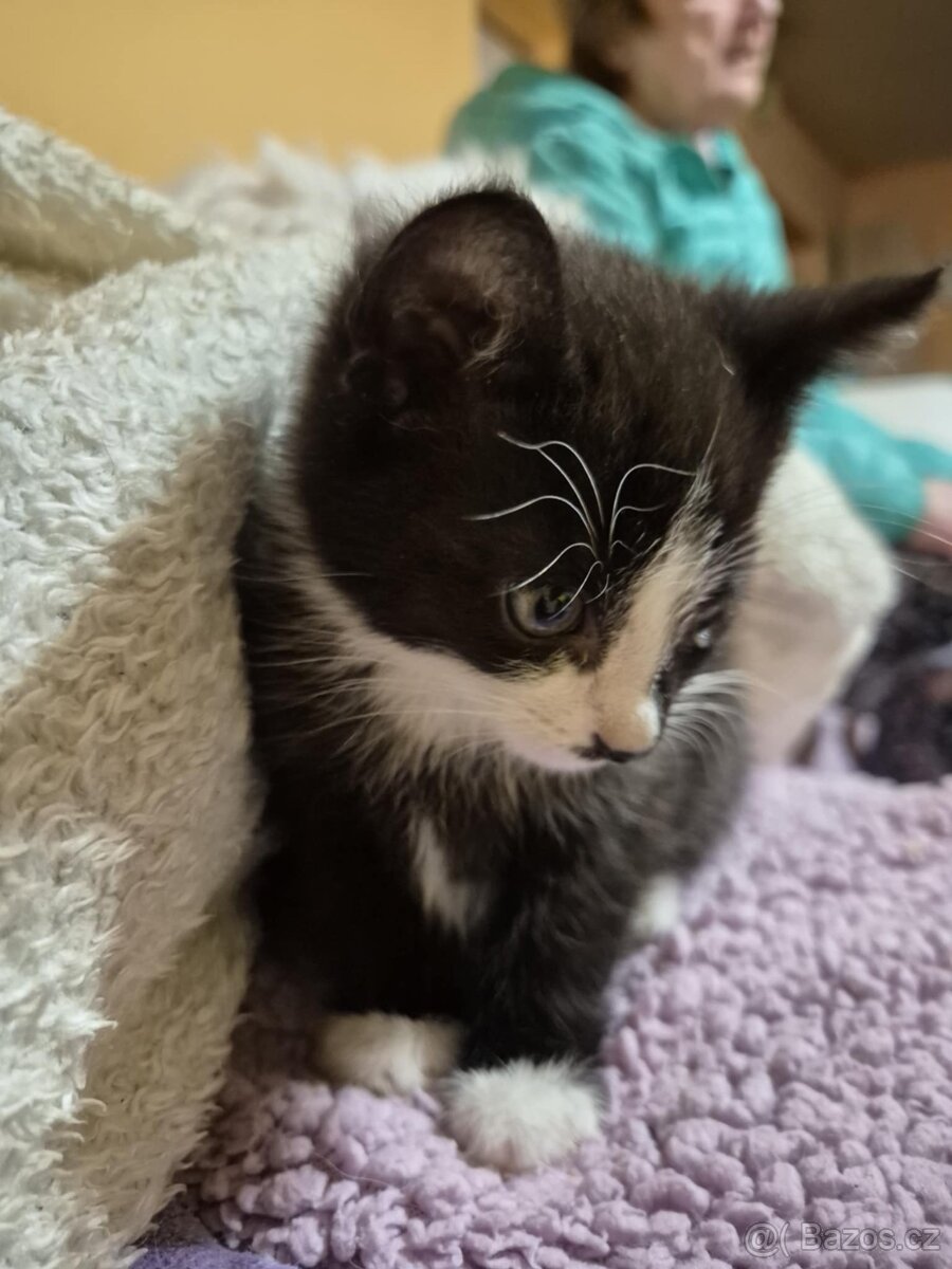 Daruji kotě, koťátko, kočku