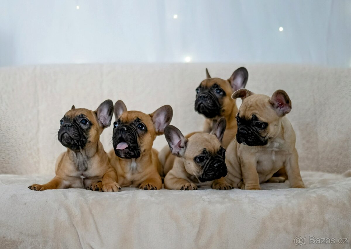 Francouzský buldoček