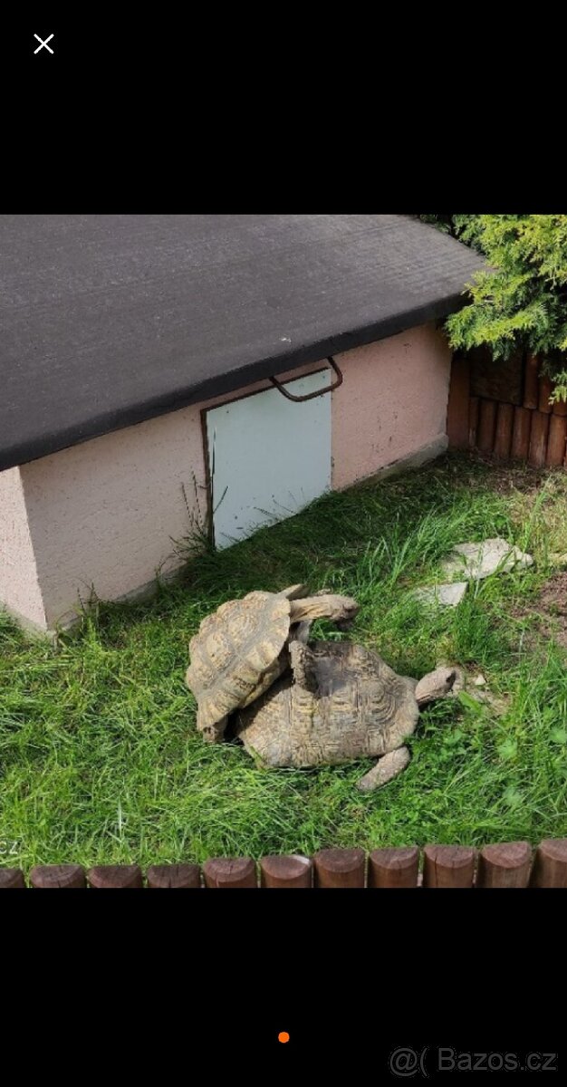 Želva pardálí, želva uhlířská.