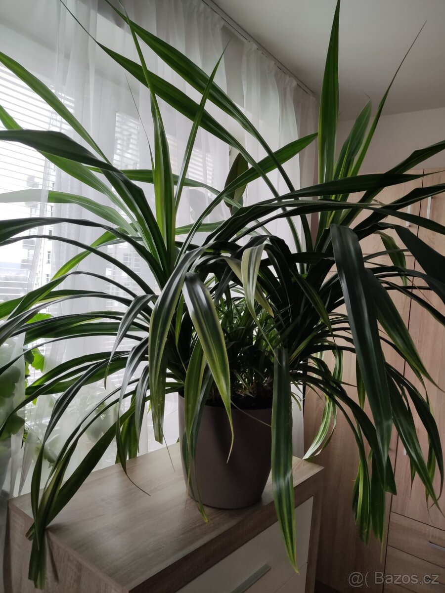 Pandanus pokojová rostlina