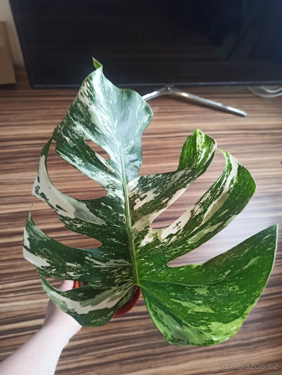 Monstera albo variegata