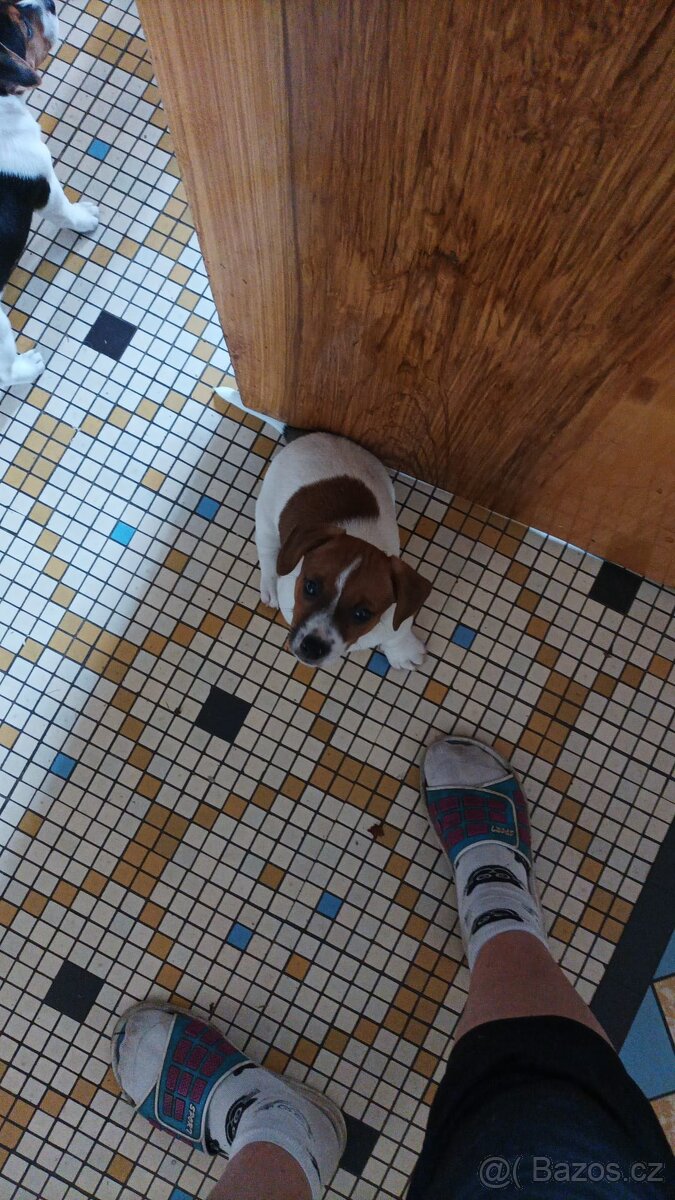 JRT pes