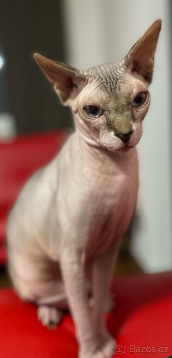 Dospělý, kastrovaný kocourek Sphynx