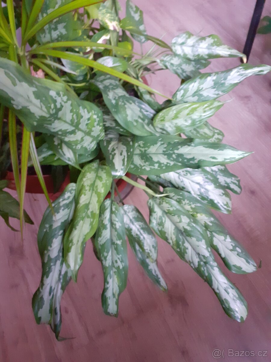 Aglaonema spící panna