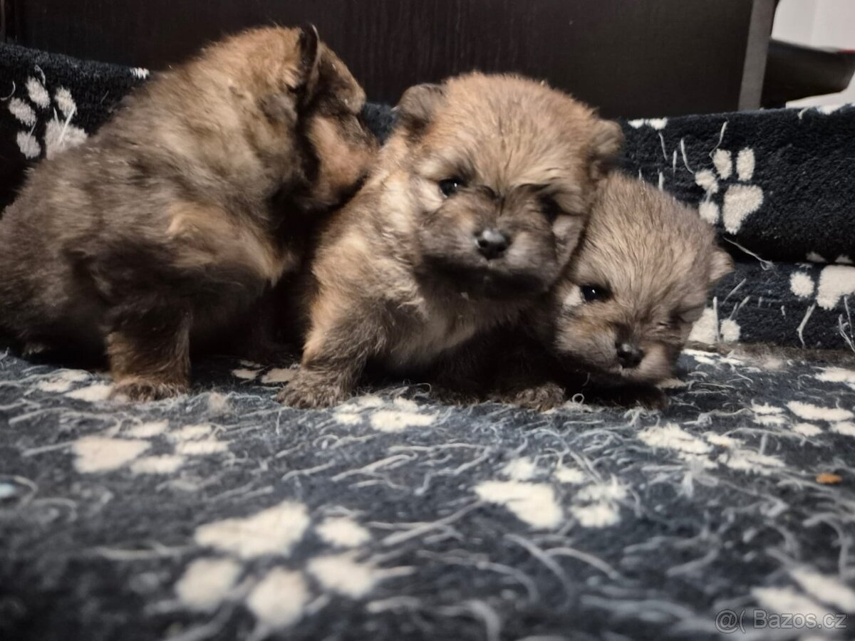 Pomeranian bez PP štéňátka