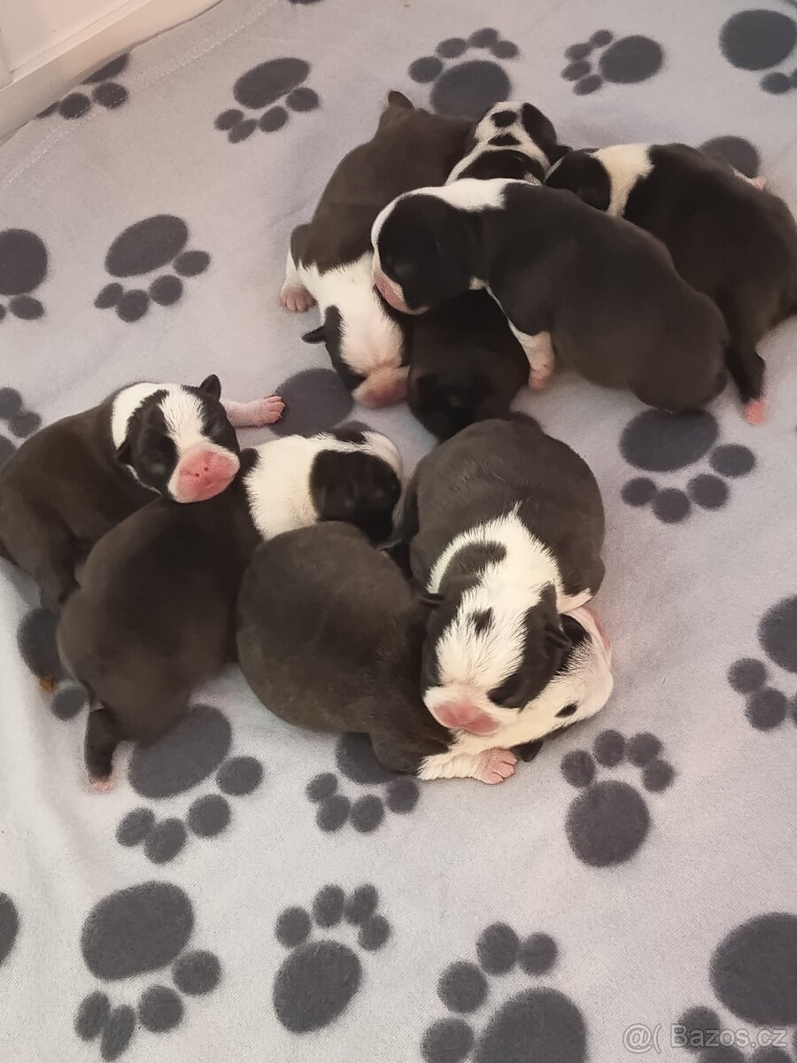 Bostonský teriér Silber El Kladruby