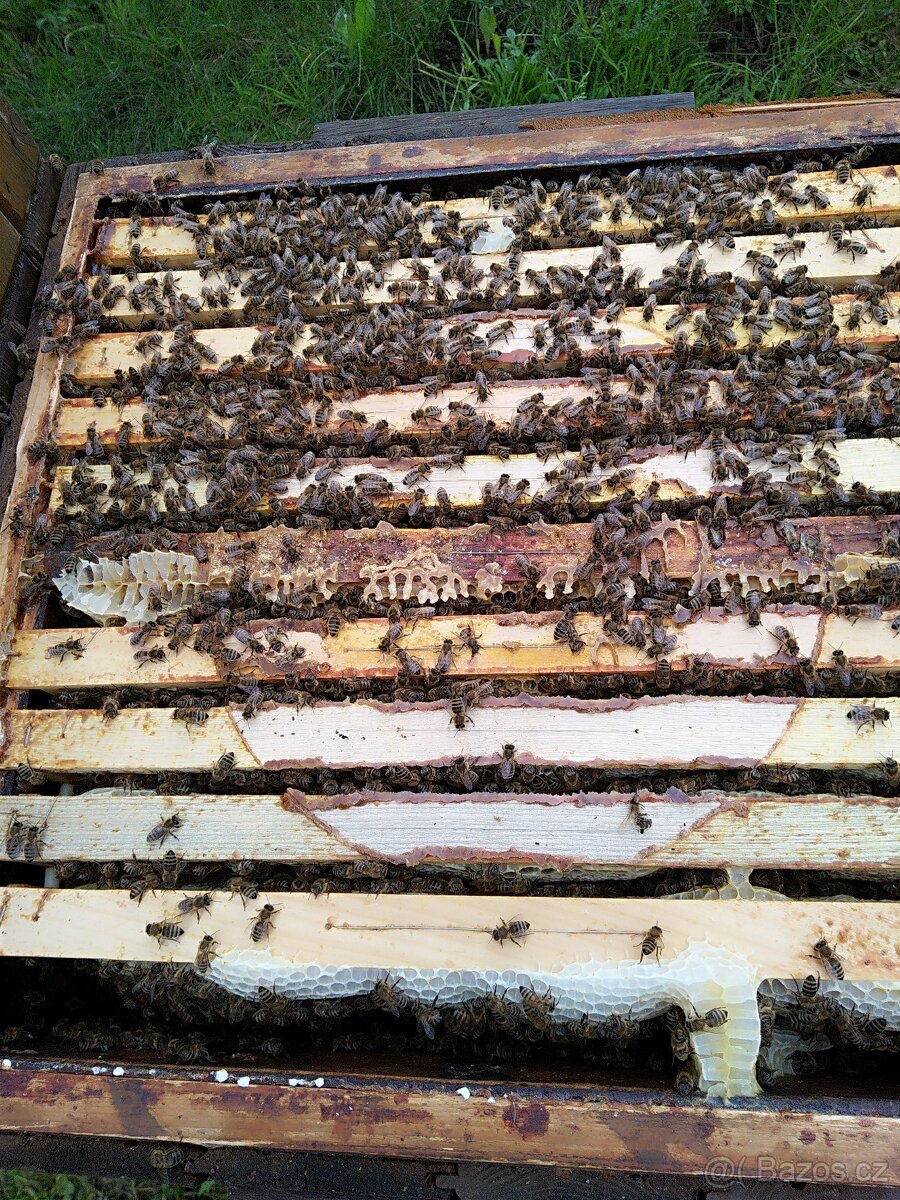 Vyzimovaná včelstva 39 x 24