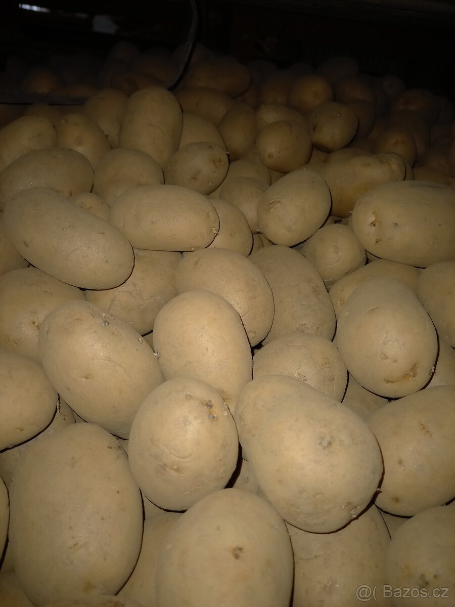sadba brambor