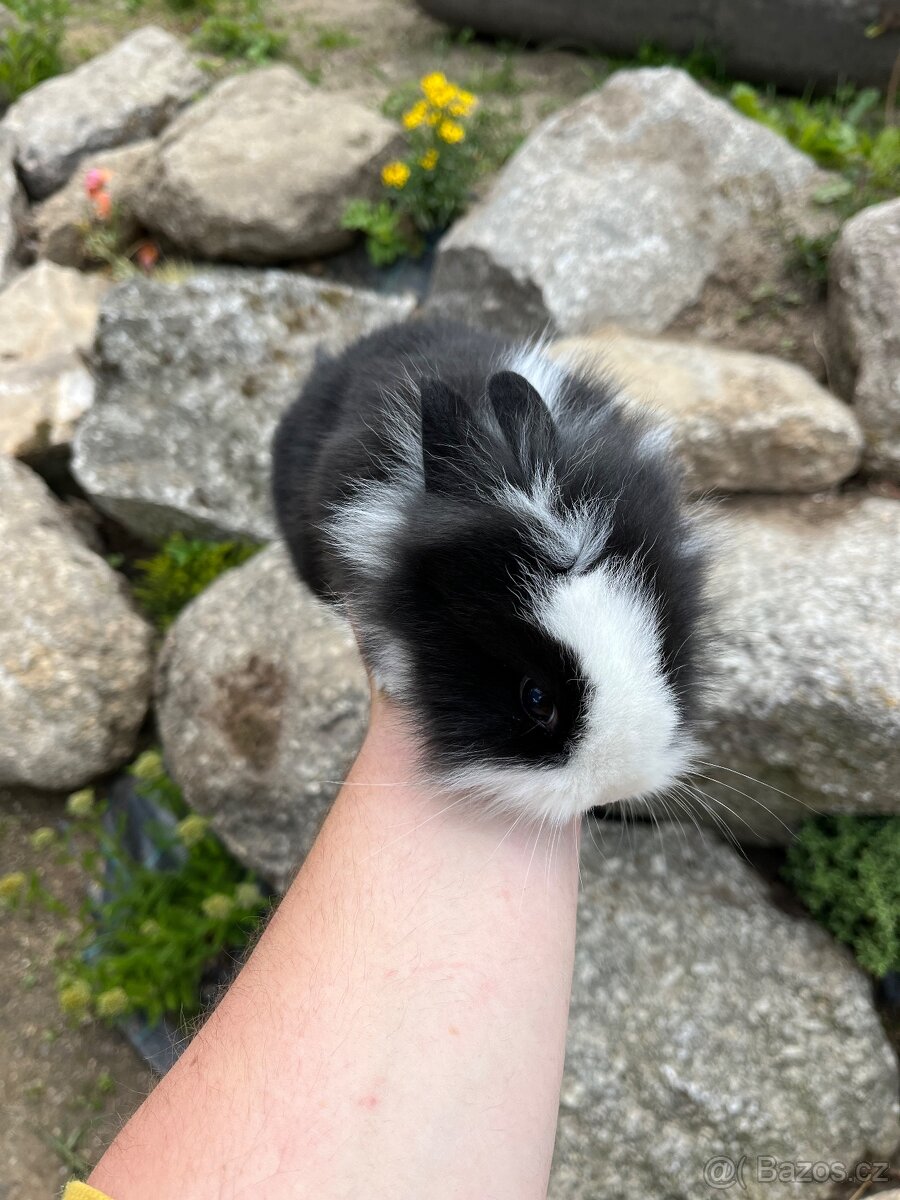 Králíčata zakrslý králík + teddy