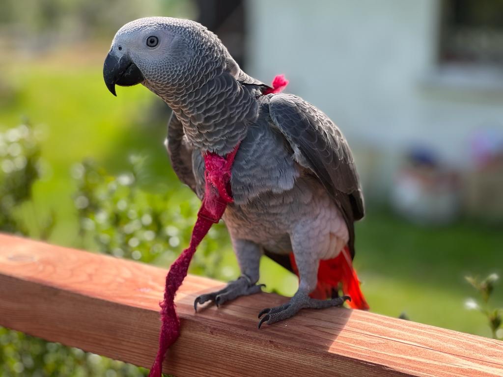 Žako, šedý africký papoušek KOUPÍM