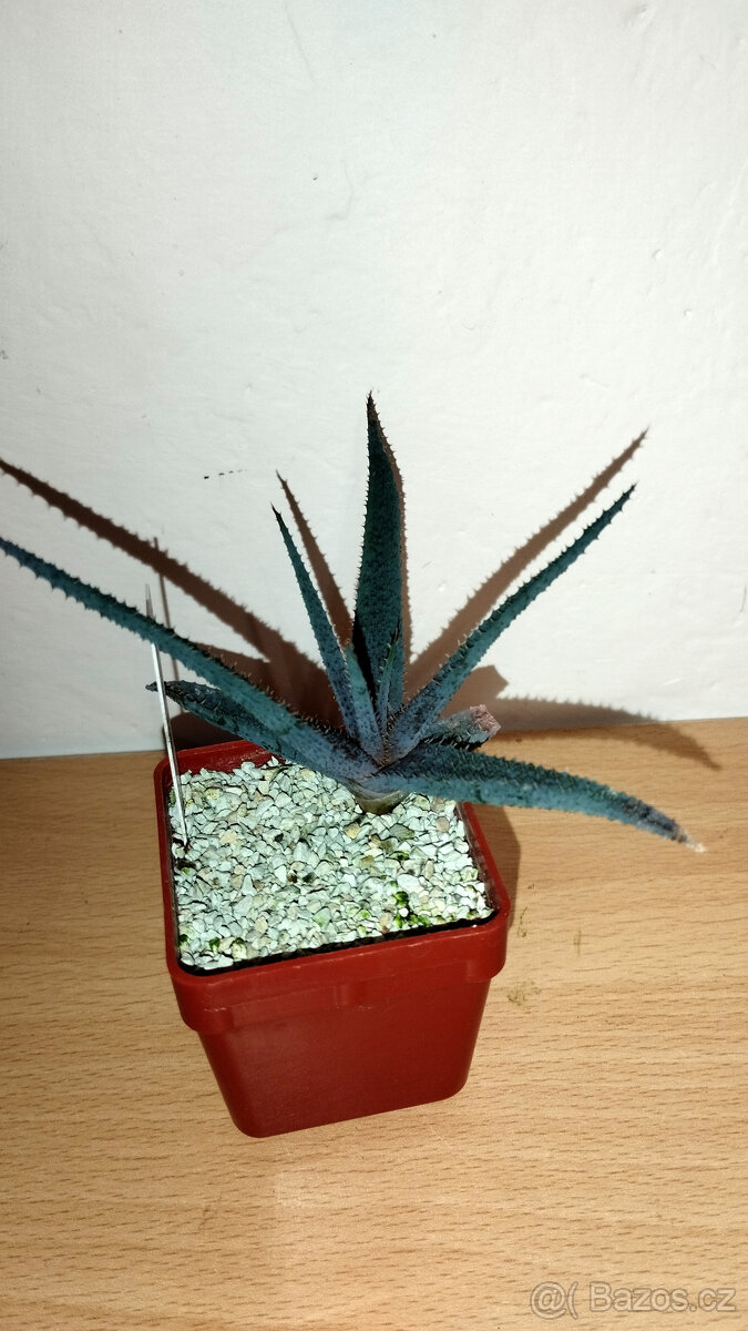 Aloe Parvula ( sukulent )
