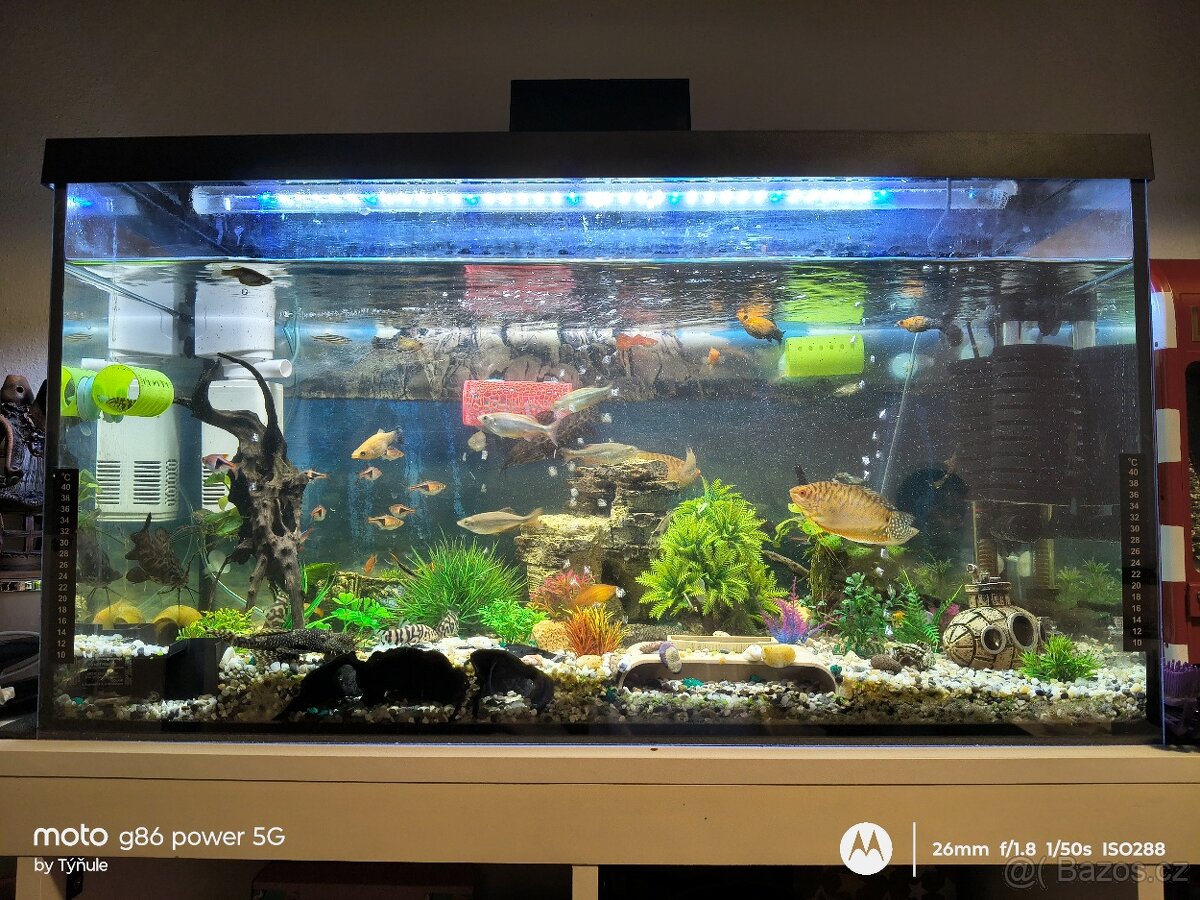 Akvárium i s rybkami