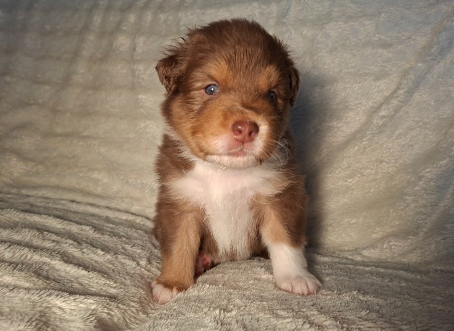 Australský ovčák s PP - TOP