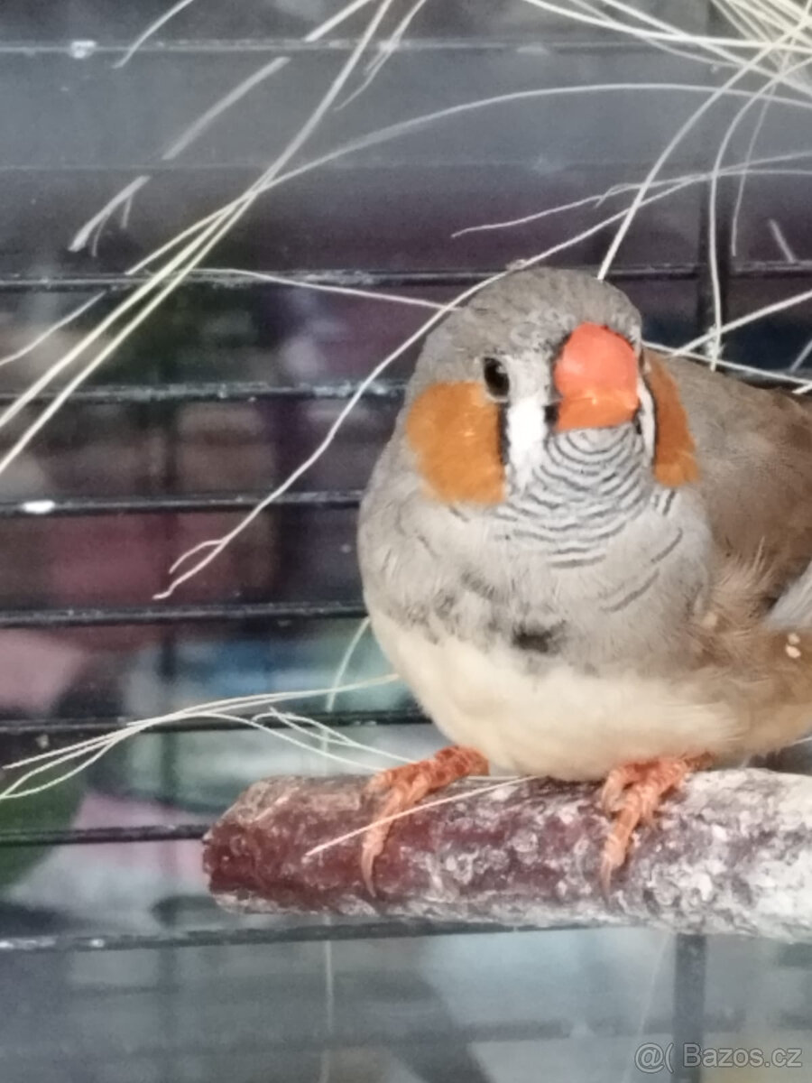 Sameček Zebřičky pestré