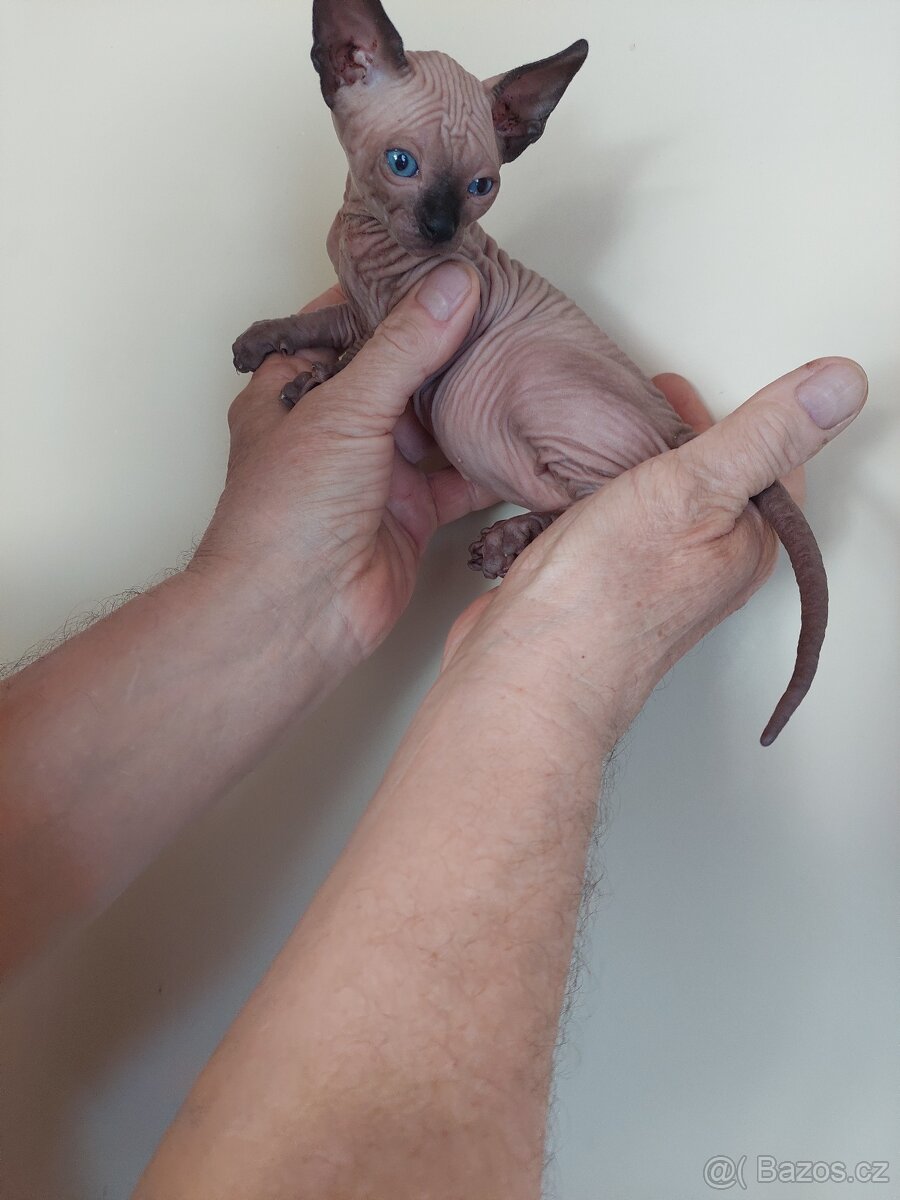 SPHYNX