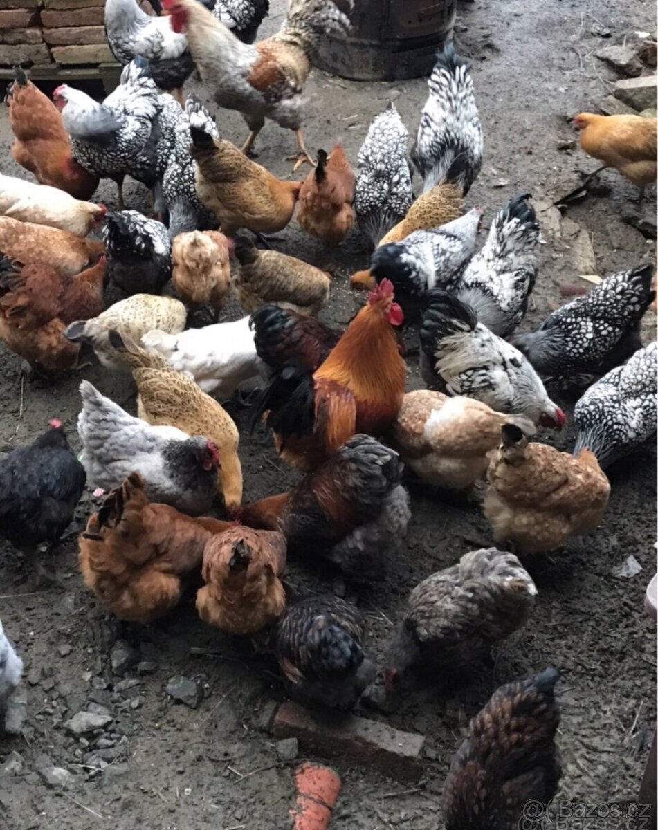 Násadové vejce mix plemen 15Kč vejce