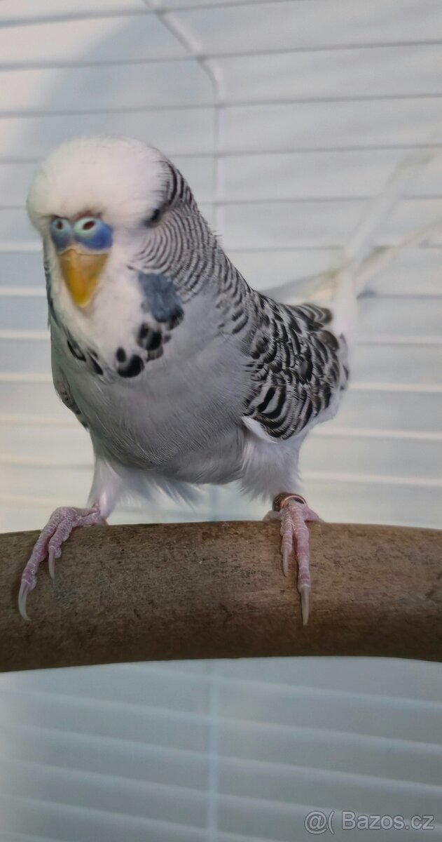 Andulka