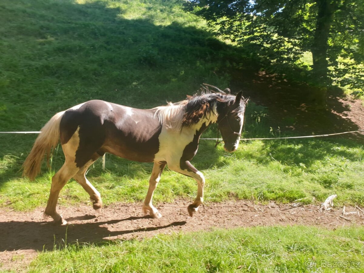 Roční hřebeček irský kob x český teplokrevník