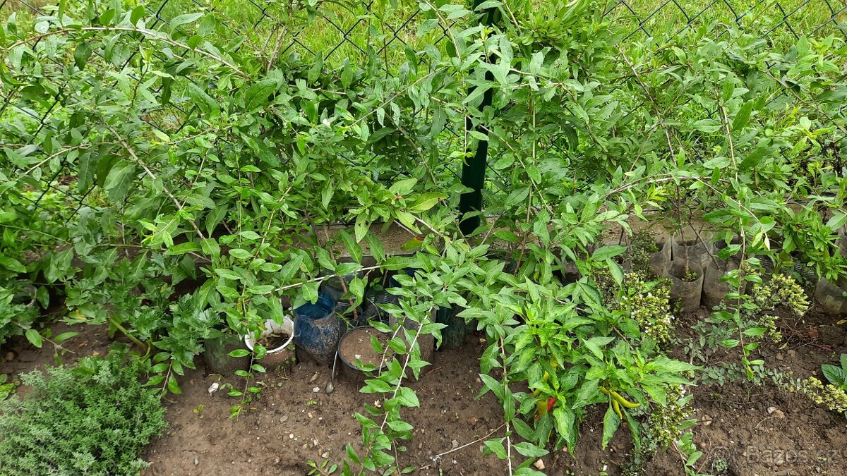 Kustovnice čínská /goji- zakořeněné sazenice