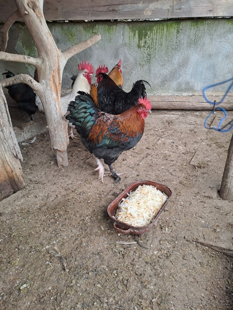 Prodám mladé kohouty