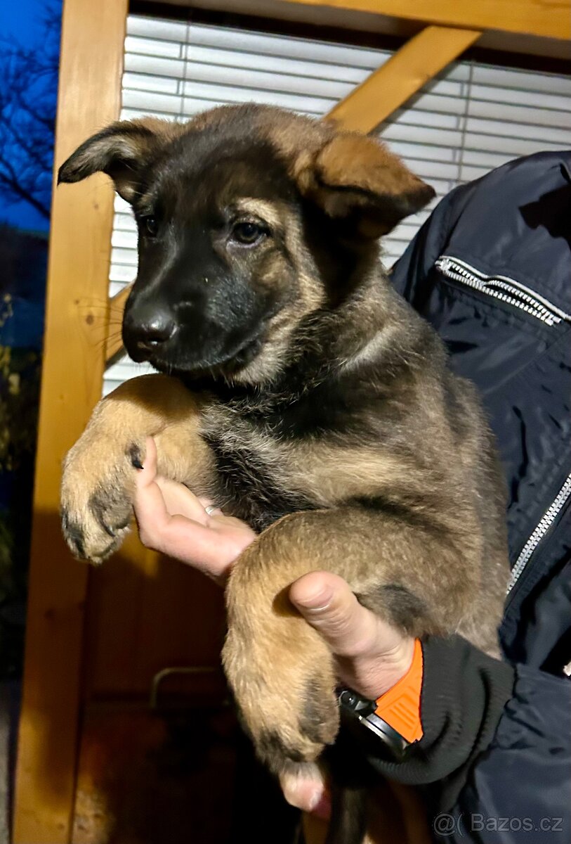 Německý ovčák s PP - vlkošedá fenka k odběru