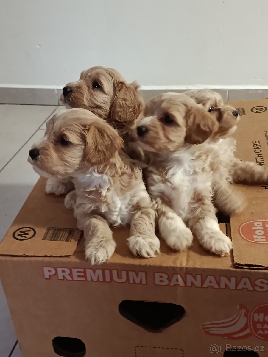 Maltipoo