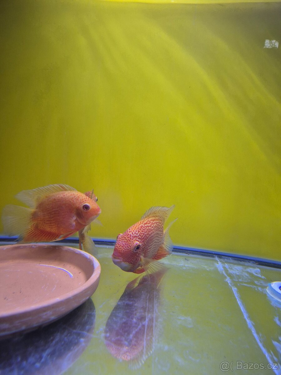 Heros serverum super red