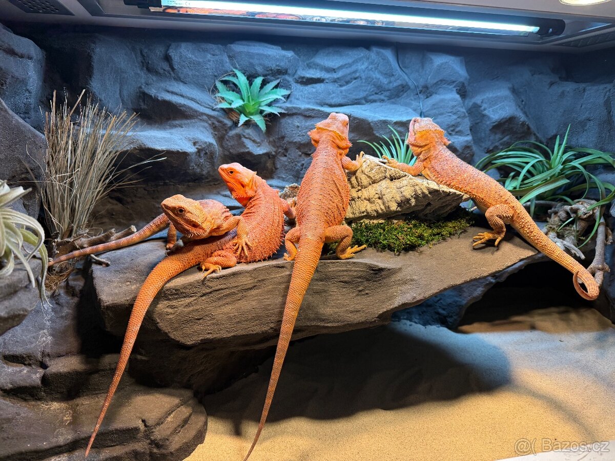 Agama vousatá samičky