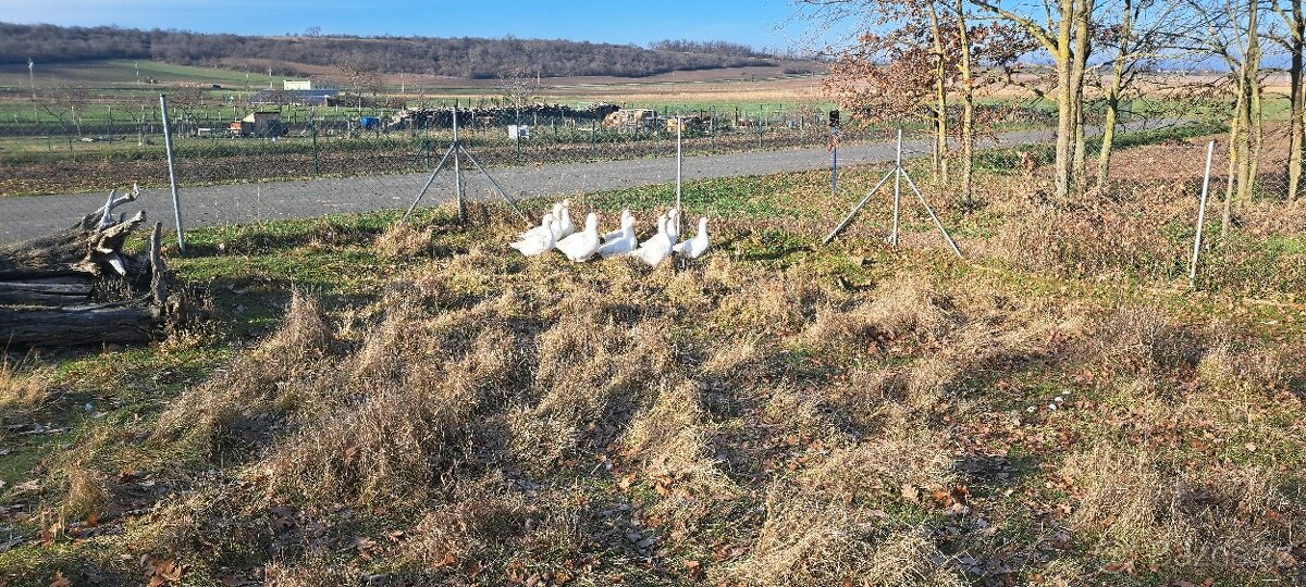 Husa Česká, kachna pižmová