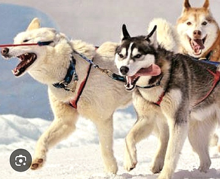 Sibírsky husky hasky