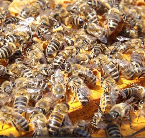 Produkční včelstva na rámkové míře 39x24