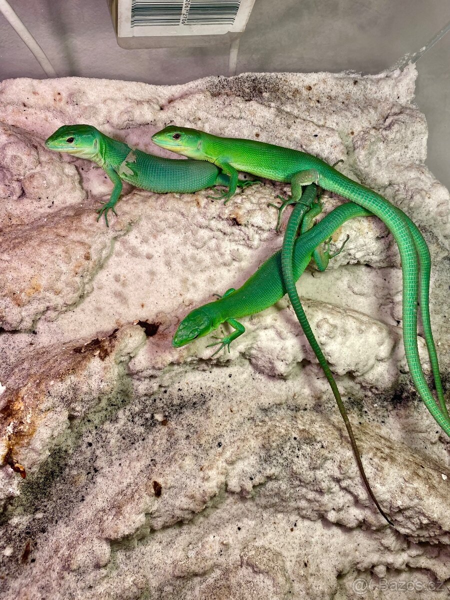 Gastropholis Prasina