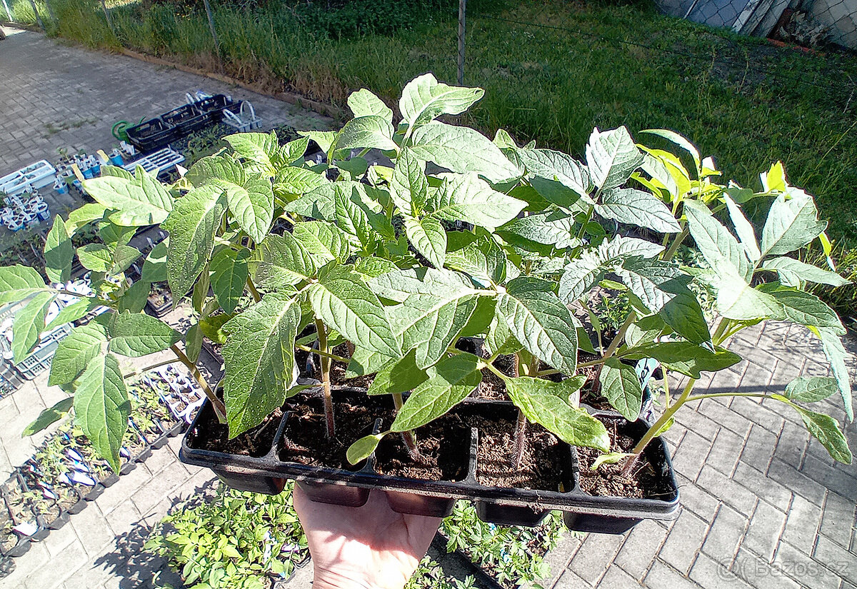 Sazenice rajčat