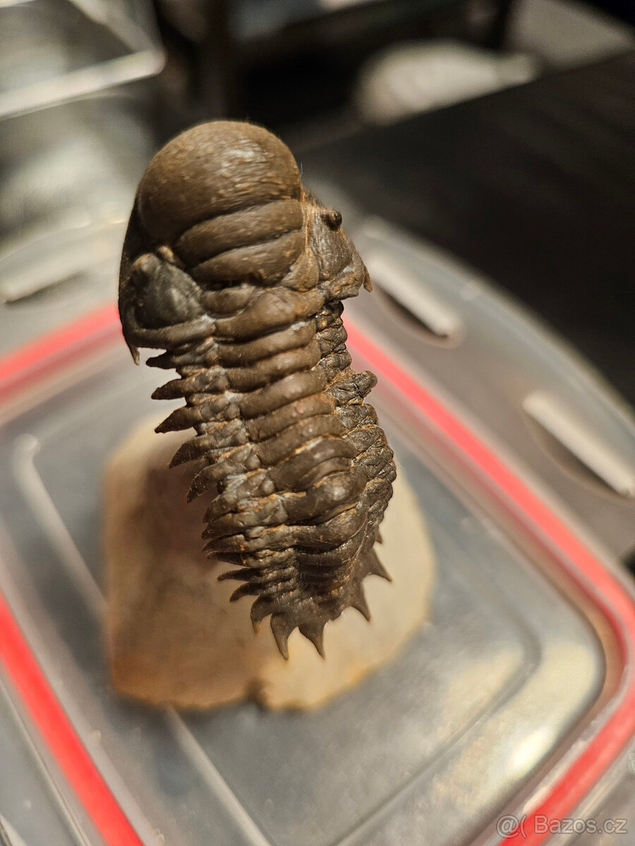 Trilobit Crotalocephalus Gibbus