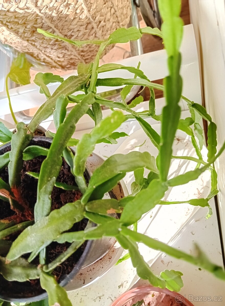 Rhipsalis Micrantha